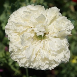 Outsidepride Peony Cream - 10000 Seeds