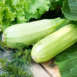 Eden Brothers Squash (Summer) Seeds - Lungo Bianco Cylindrical Non-GMO Seeds for Planting, Packet | Low-Maintenance Vegetable Seeds, Plant During Warm Season, Zones 10, 3, 4, 5, 6, 7, 8, 9