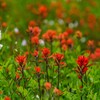 Washington Wildflower Seed Mix - Over 60,000 Premium Seeds -