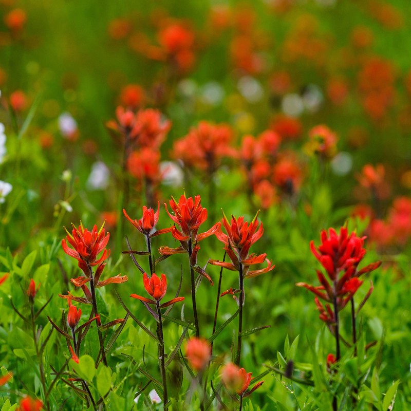 Washington Wildflower Seed Mix - Over 60,000 Premium Seeds -
