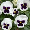 Outsidepride 1000 Seeds Viola Pansy Silverbride Flower Seeds for Planting