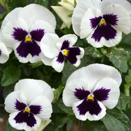 Outsidepride 1000 Seeds Viola Pansy Silverbride Flower Seeds for Planting
