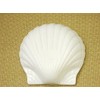 Heat Resistant Shell Dish (Medium)
