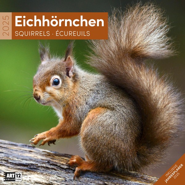 Eichhörnchen 2025, Wandkalender / Broschürenkalender im Hochformat (aufgeklappt 30x60 cm)