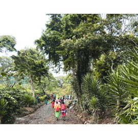 Fara Coffee, Whole Bean (Special Blend (Medium/Dark), 12 oz)