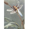 Dragonfly Tree-Free Greetings Sympathy Card