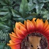 Vivid Arts HGF-029 Hanging Harvest Mouse / Orange Sunflower