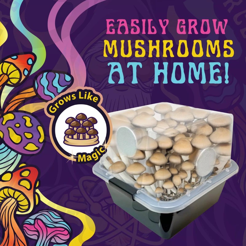 Spore Sorcery Small Beginners Mushroom Grow Kit | Indoor Grow