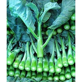 Chinese Broccoli-10000 Seeds,Kai Lan,Gai Lan,Brassica Alboglabra,OpenPollinated