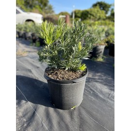 Podocarpus Pringles Petite | 3 Extra Large 3 Gallon Plants | Dwarf Podocarpus Macrophyllus | Low Maintenance Shrub | Compact Evergreen | Ideal for Small Spaces & Hedges