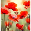 Papaver rhoeas (Corn Poppy, Red) Flower Seeds, Eye-Catching Appearance, Highly