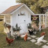What a Fuster Cluck Tin Sign Funny Chicken Coop Signs