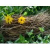 Bio tica de la Sierra Aceite Para Masaje Heliopsis Mentol