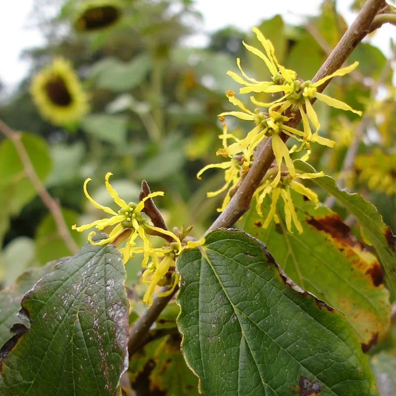🌿💊 Suplemento de Hamamelis Virginiana (120 Cápsulas): Apoyo Natural para