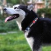KISSBAK Dog Collar for Small Dogs - Special Design Cute