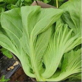 CHUXAY GARDEN Mustard Green Seed 2100 Seeds Florida Broadleaf Green Vegetable Fresh Taste Grows in Just Weeks