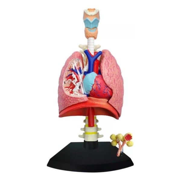 Tedco Modelo Anatómico Del Sistema Respiratorio Humano Tedco, 4d
