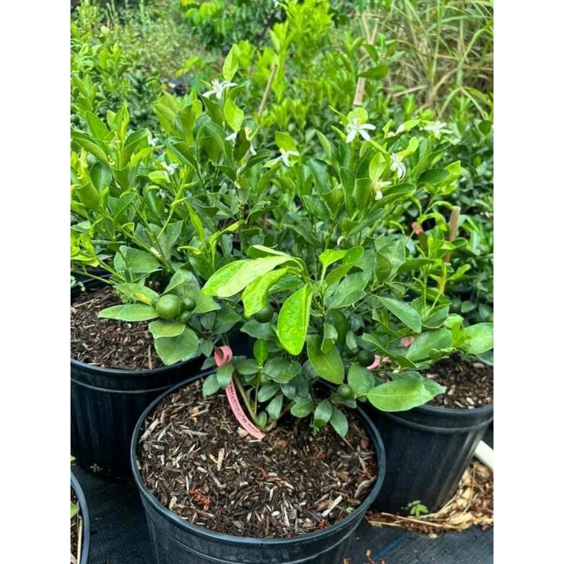 Tree 3Gal Fruiting CALAMANSI/ CALAMONDIN Sour Citrus Airlayered Bush Tree