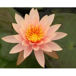 Live Hardy Water Lily Tubers Rhizomes Bulb Seed Nymphaea Aquatic Pond Plants Water Gardens Pre-Grown Flower in White Pink Red Yellow Orange Blue Purple (1, Peach Hardy Pond Lily)