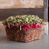 Beet Seeds - Red Round - 1 Lb ~24,000 Seeds