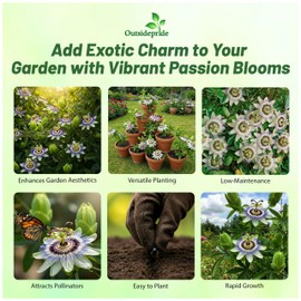 Outsidepride Passion Flower Seeds - 50 Pcs. Perennial, Fast-Growing & Pollinator Friendly, Flower Seeds for Planting Tall, Fragrant & Vibrant Star-Shaped Blooms for Trellises, Fences & Arbors