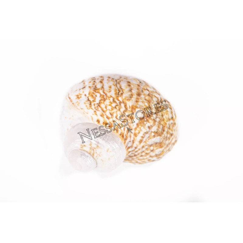 Mexican Turbo Sea Shell Beach Craft Hermit Crab 1 1/2"