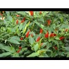 Small Thai Chili Hot Pepper Seeds - Hot Heirloom Chili