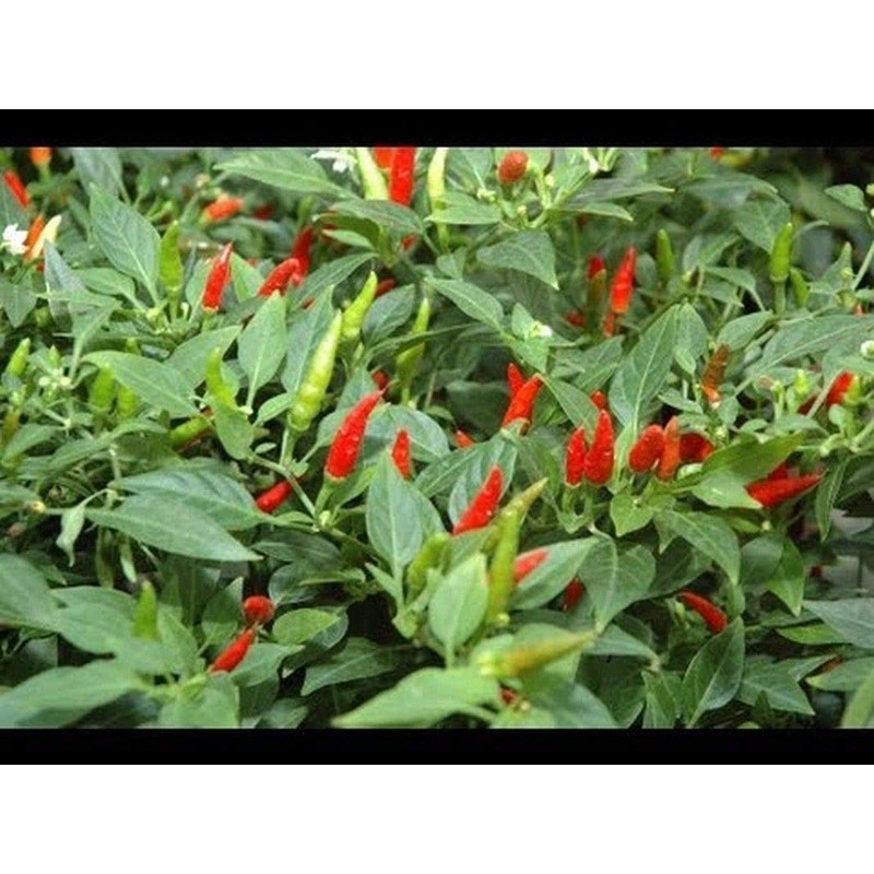 Small Thai Chili Hot Pepper Seeds - Hot Heirloom Chili
