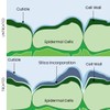 Dune - Bioavailable Silica for Plants – Strengthens Cell Walls,