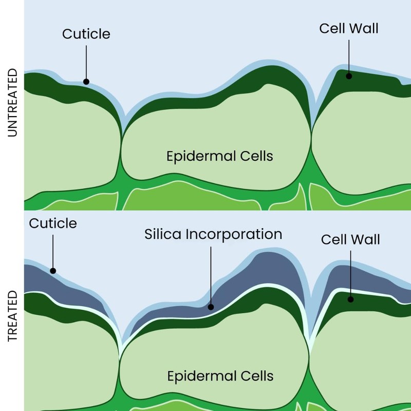 Dune - Bioavailable Silica for Plants – Strengthens Cell Walls,