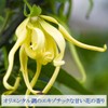 Ylang Ylang 50ml Incent Essential Oil Essential Oil