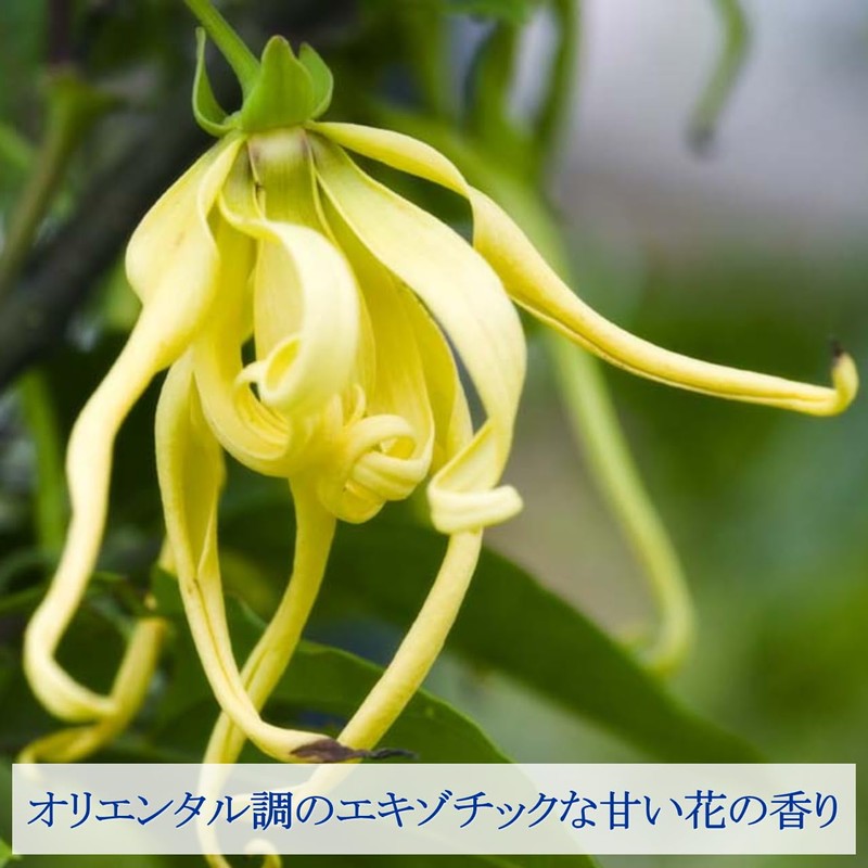 Ylang Ylang 50ml Incent Essential Oil Essential Oil