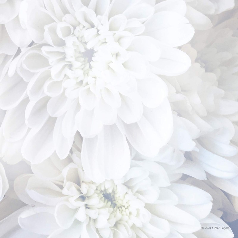 Great Papers! White Soft Petals Letterhead Stationery, 8.5" x 11",