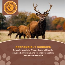 WhiteTail Naturals - Antlers for Small Dogs (6 Pack) Deer Antler Dog Chew Bones for Small Aggressive Chewers - Long Lasting Horn Chew Toys - Naturally Shed