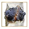 Siberian Chaga Mushroom Loose Tea with Pine Nuts Extract 4