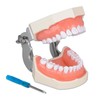 Ultrassist Typodont - Modelo de dientes con 28 dientes extraíbles,