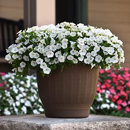 Park Seed Petunia Flowering Plant Seeds, Easy to Grow, Variety of Colors, Spring Garden, Shock Wave White, Pack of 10
