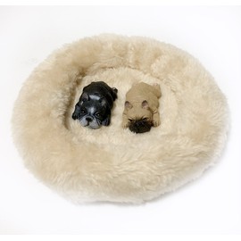 moin moin Figure Magnet, Dog, Dog, Fluffy, Bed, Realistic, Realistic Realistic Magnets, (2 Fawn & Blindle)