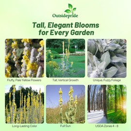 Outsidepride Arctic Summer Mullein Seeds for Planting - 500 Pcs Self-Seeding, Biennial Heirloom Seeds for Planting Flowers, for Cut Flower Arrangements, Xeriscaping, Rock Gardens & Containers