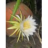 Cactus 3 FT LIVE PLANT Queen of the Night CACTUS