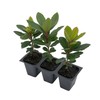 3 Live Strawberry Tree Plants (Arbutus Unedo) – Sweet Resilient