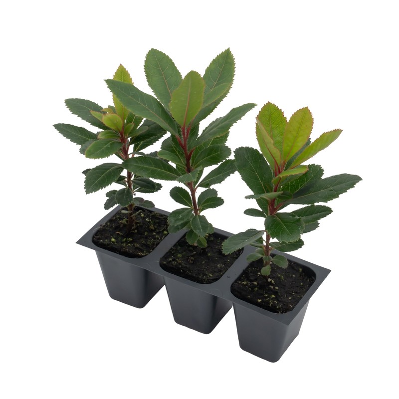 3 Live Strawberry Tree Plants (Arbutus Unedo) – Sweet Resilient