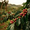 Coffee Bean Direct Unroasted Colombian Supremo, 5 Pound (Pack of