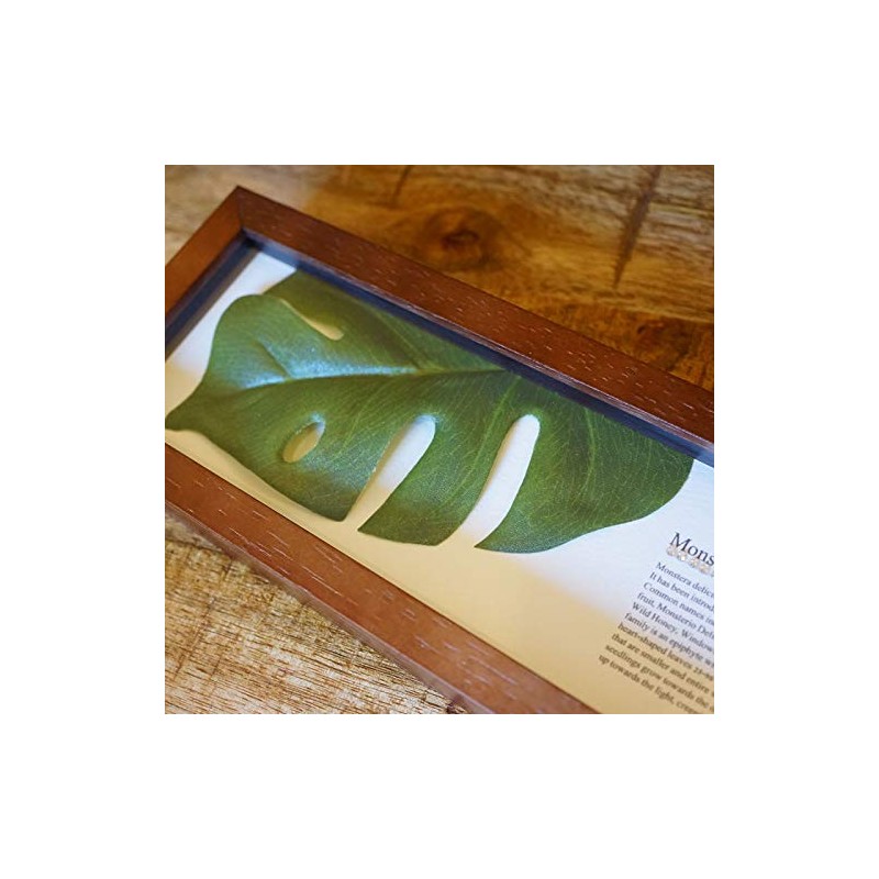 Leaf Panel Monstera II Plaque Horizontal (Brown) Leaf Frame Panel