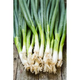 Seeds Green Welsh Onion Bunching Non GMO Vegetable for Planting