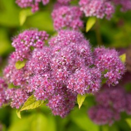 Little Spark Spirea - 3 gal - First Editions Plants - Pink Blooms - Compact Shrub - Zones 3-8 - Spiraea Japonica 'Minspil04' PP30819-3 Gallon Pot