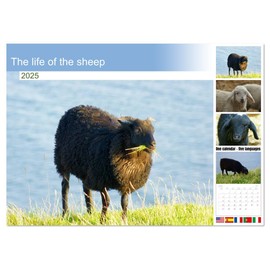 The life of the sheep (Monthly Wall Calendar 2025 16.5" x 23.4" (open)), CALVENDO 14 Month Calendar