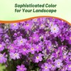 Outsidepride Lavender Fairy Primrose Seeds - 2000 Pcs Perennial, Hardy,