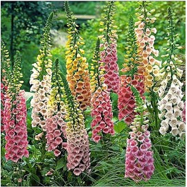 Foxglove Seeds - Excelsior Mixed Colors - Approximately 10,000 Fine Seeds