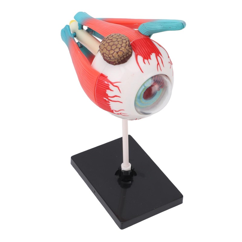 Anatomical Model of Human Eye, Educational Representation of Eyeball Anatomy